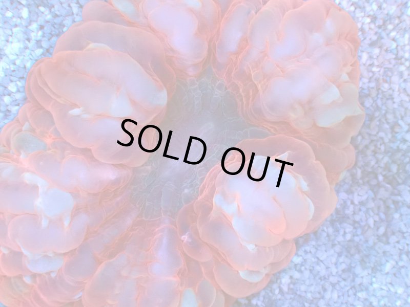 画像2: コハナガタサンゴ (2)