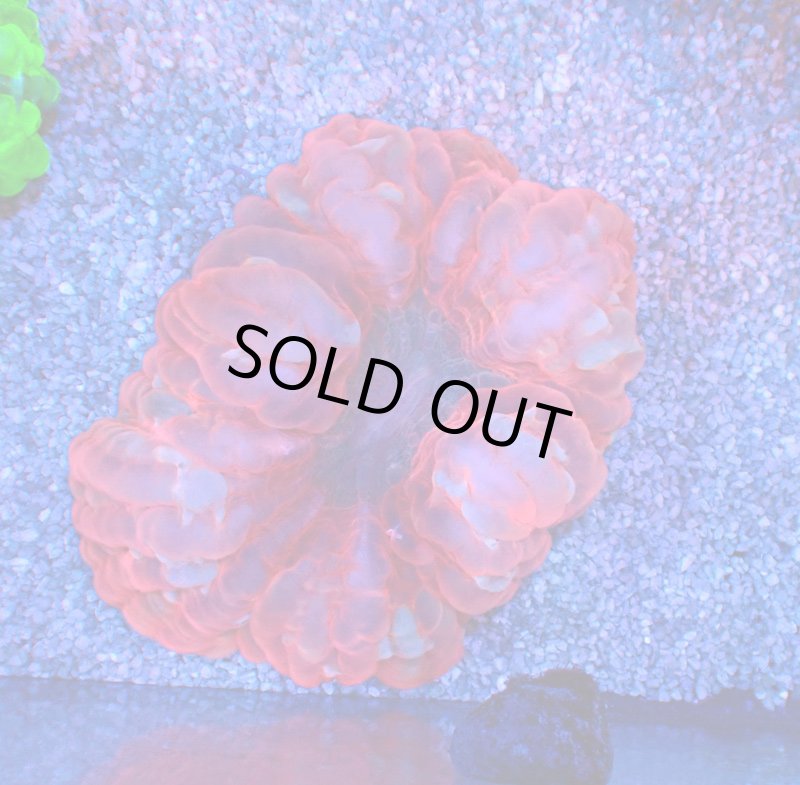 画像1: コハナガタサンゴ (1)