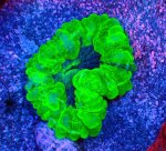 画像1: コハナガタサンゴ (1)