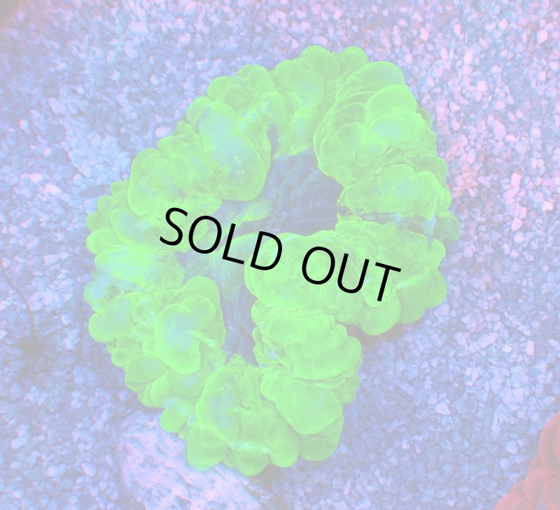 画像1: コハナガタサンゴ (1)