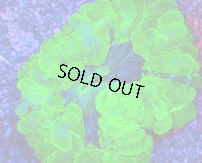 画像2: コハナガタサンゴ (2)