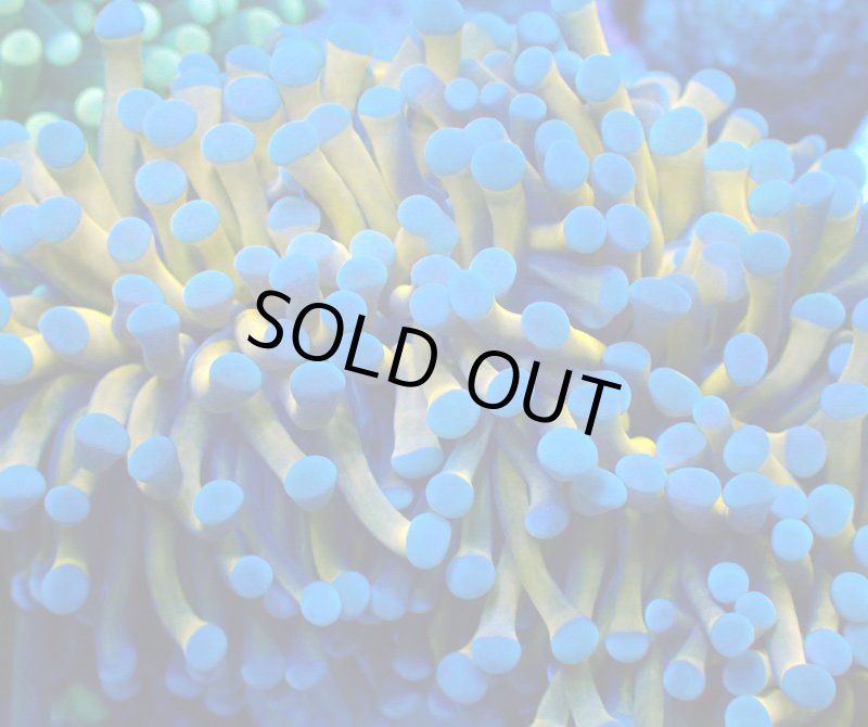 画像2: ハナサンゴ (2)