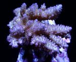 画像1: Acropora (1)