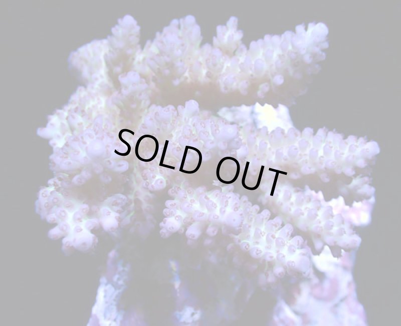 画像1: Acropora (1)