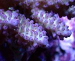 画像2: Acropora (2)