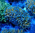 画像1: ハナサンゴ (1)