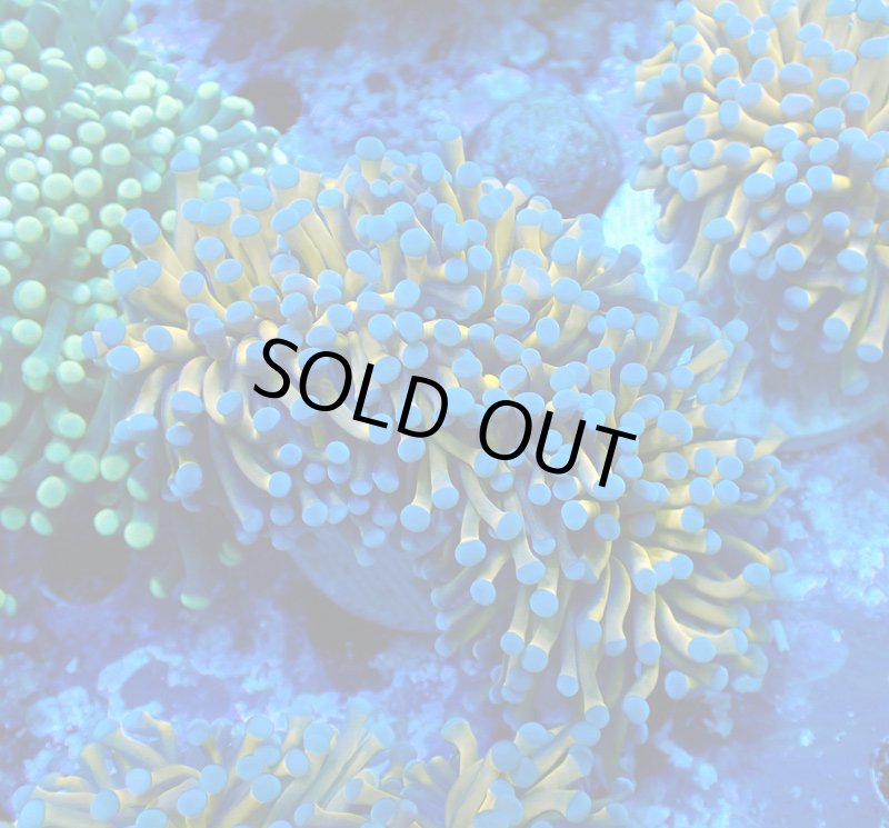 画像1: ハナサンゴ (1)