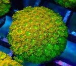 画像1: Bernardpora  (1)