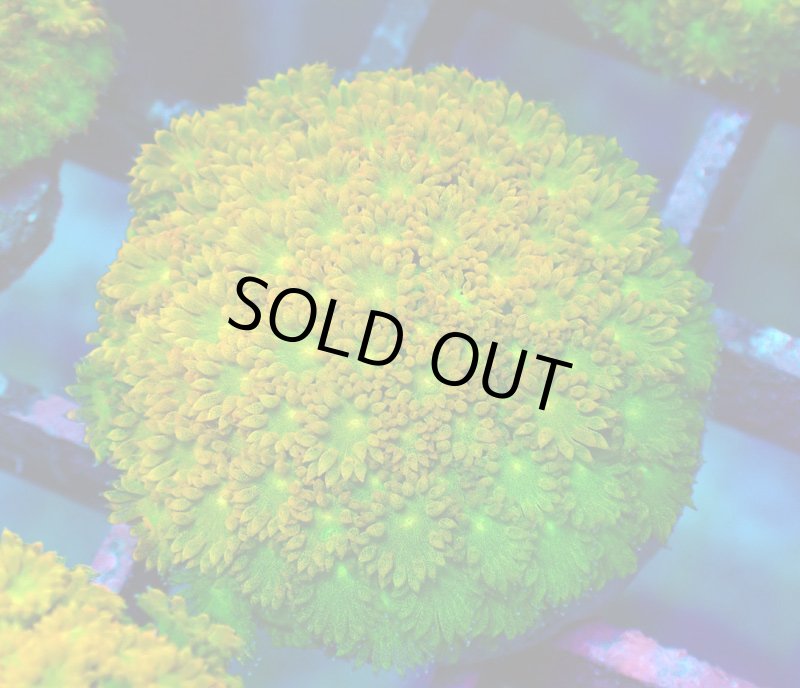 画像1: Bernardpora  (1)