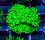 画像1: ハナガササンゴ (1)