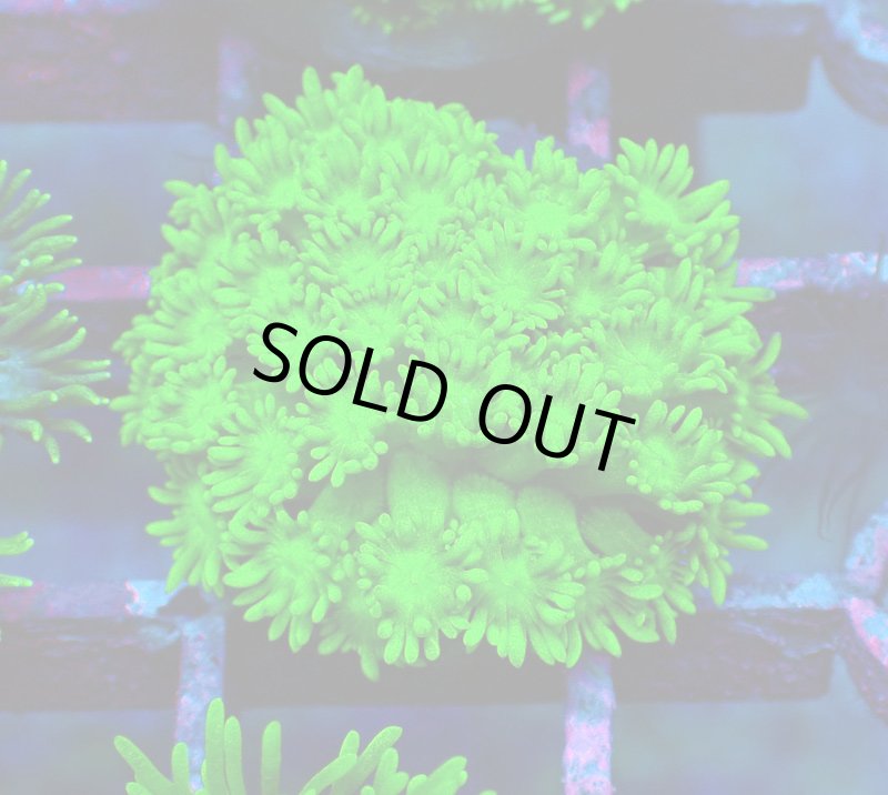 画像1: ハナガササンゴ (1)