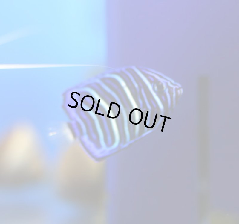 画像1: ワヌケヤッコ (1)