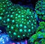 画像1: ハナガササンゴ (1)