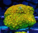 画像1: Bernardpora  (1)