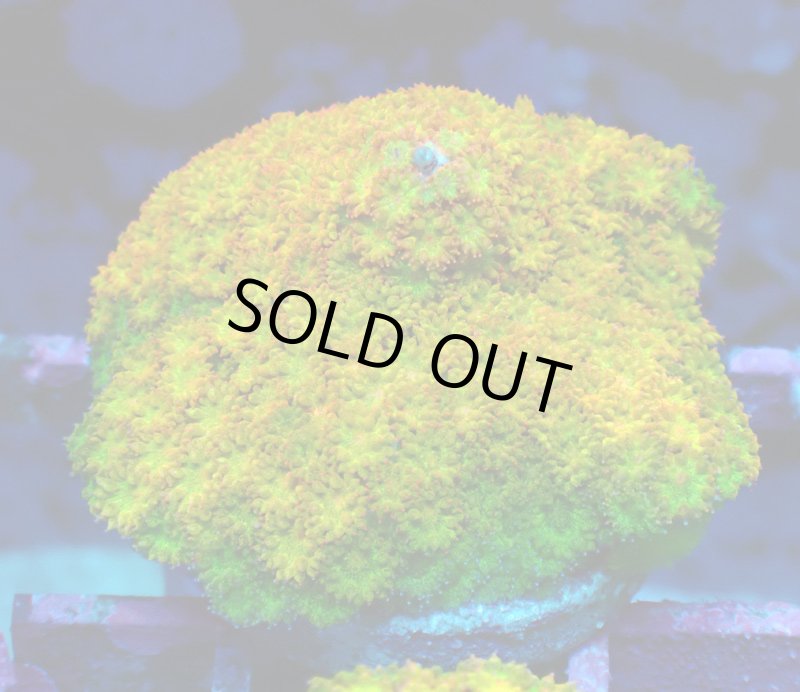 画像1: Bernardpora  (1)