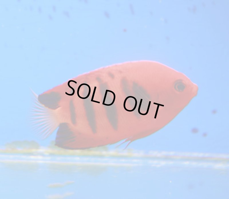 画像1: フレームエンゼル　 (1)