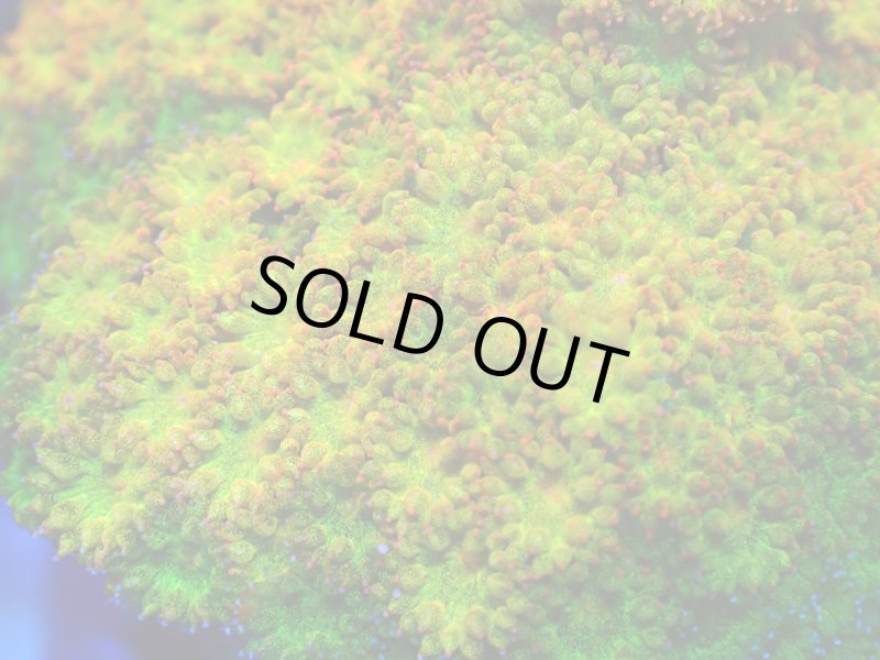 画像2: Bernardpora  (2)