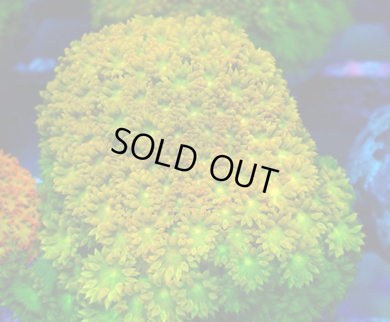 画像1: Bernardpora  (1)