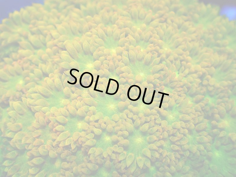 画像2: Bernardpora  (2)