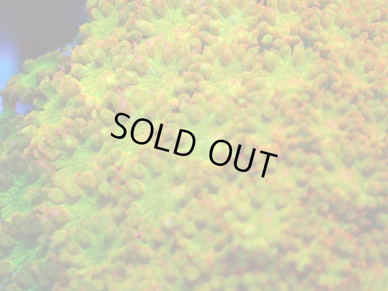 画像2: Bernardpora  (2)