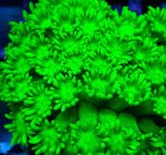 画像2: ハナガササンゴ (2)