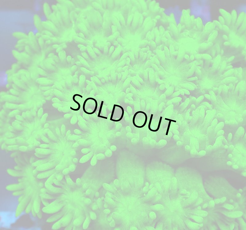 画像2: ハナガササンゴ (2)