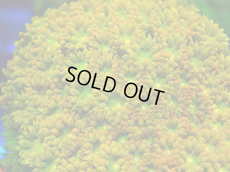 画像2: Bernardpora  (2)