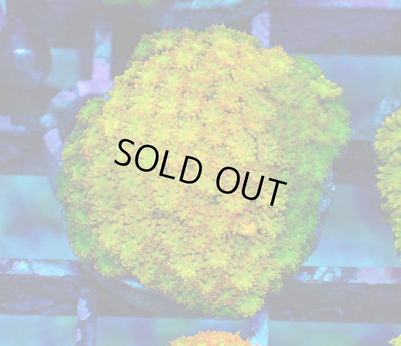 画像1: Bernardpora  (1)