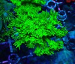 画像2: ハナガササンゴ　 (2)