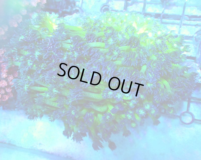 画像2: ハナガササンゴ　 (2)