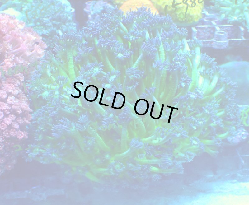 画像3: ハナガササンゴ　 (3)