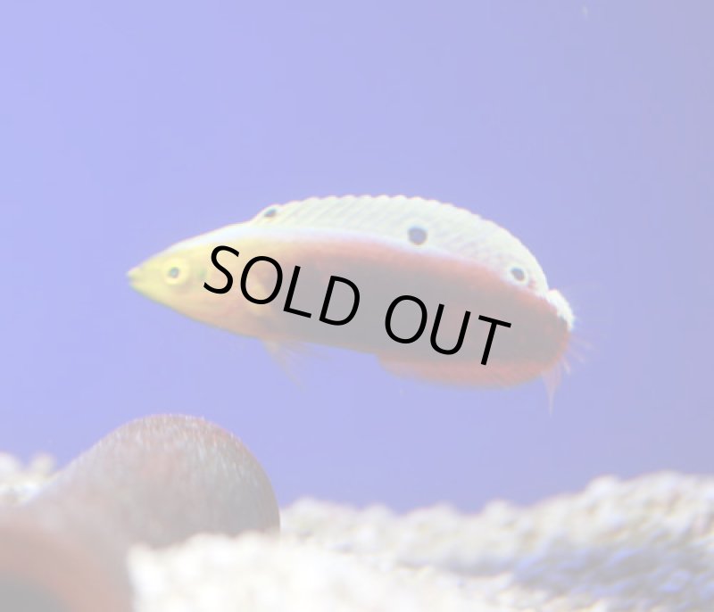 画像1: リーデントラス (1)