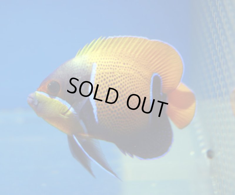 画像1: イナズマヤッコ (1)