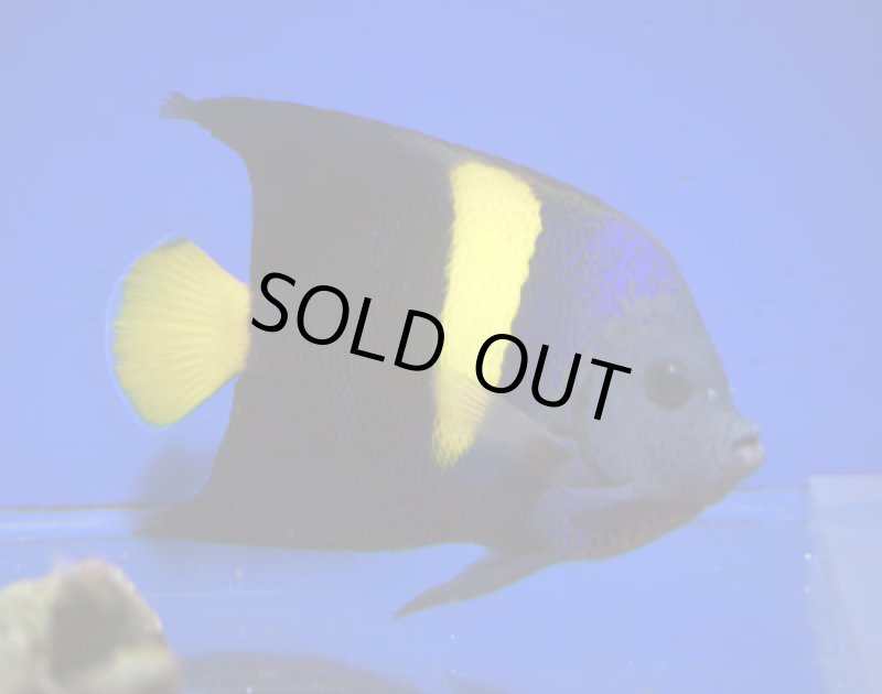 画像1: アズファー (1)