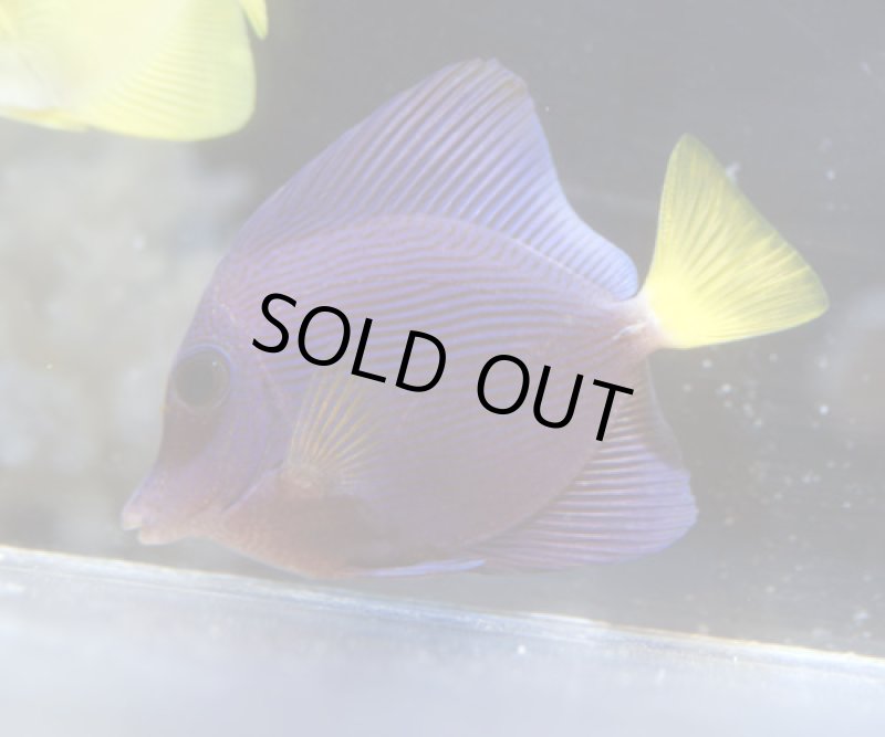 画像1: パープルタン (1)