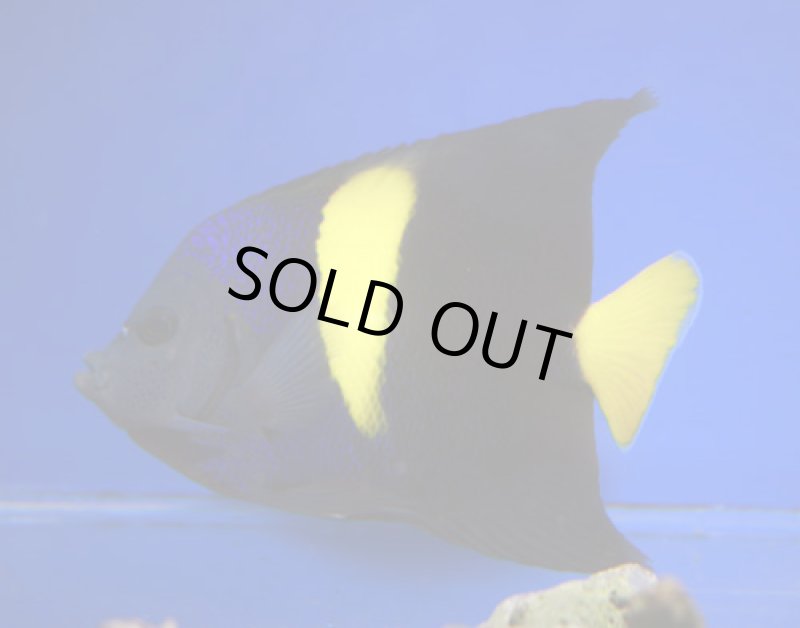 画像2: アズファー (2)