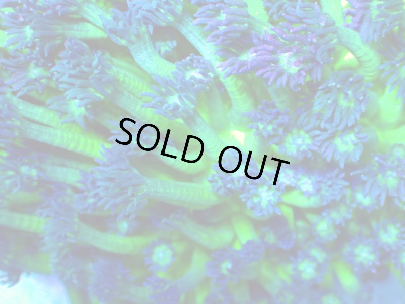 画像1: ハナガササンゴ　 (1)