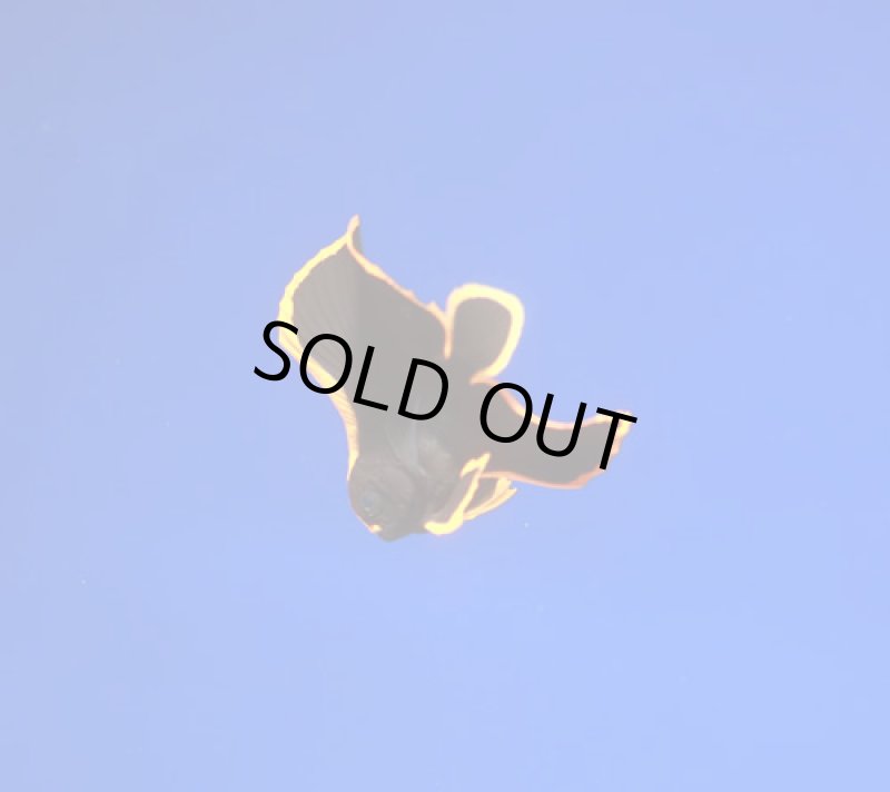 画像1: アカククリ (1)