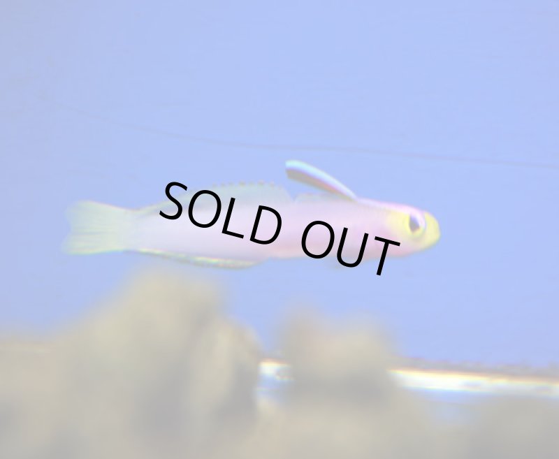 画像1: パープルファイヤーゴビー (1)