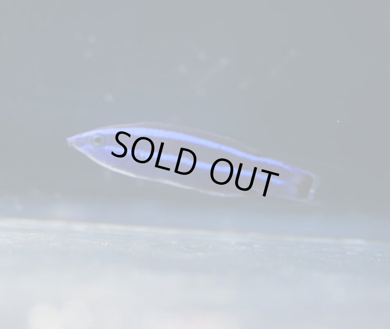 画像1: レッドシークリーナーラス (1)