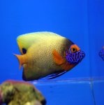 画像1: ブルーフェイス (1)