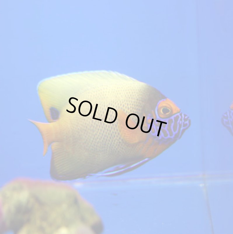 画像1: ブルーフェイス (1)