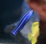 画像2: レッドシークリーナーラス (2)