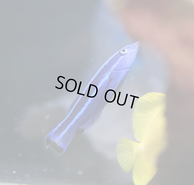 画像2: レッドシークリーナーラス (2)