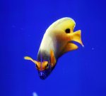 画像2: ブルーフェイス (2)