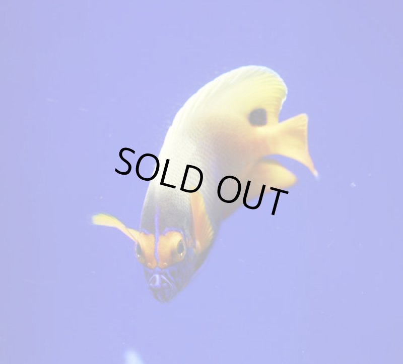 画像2: ブルーフェイス (2)