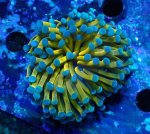 画像1: ハナサンゴ (1)