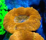 画像2: ハナガタサンゴ (2)