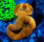 画像1: ハナガタサンゴ (1)