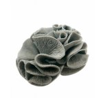 画像2: フジノスパイラル1L (2)